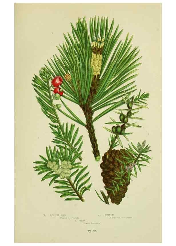 Reproducción/Reproduction 8517639169: The flowering plants, grasses, sedges, & ferns of Great Britain. London,F. Warne,1905.