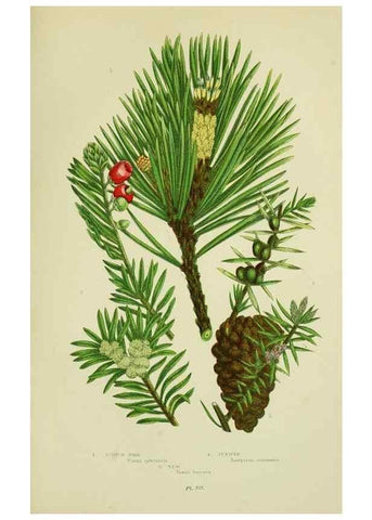 Reproducción/Reproduction 8517639169: The flowering plants, grasses, sedges, & ferns of Great Britain. London,F. Warne,1905.