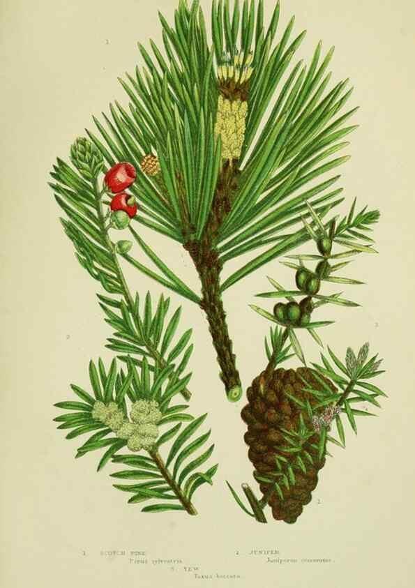 Reproducción/Reproduction 8517639169: The flowering plants, grasses, sedges, & ferns of Great Britain. London,F. Warne,1905.