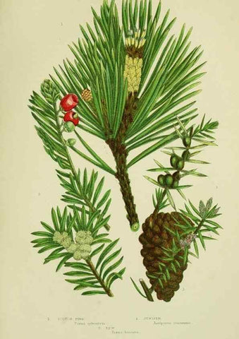Reproducción/Reproduction 8517639169: The flowering plants, grasses, sedges, & ferns of Great Britain. London,F. Warne,1905.