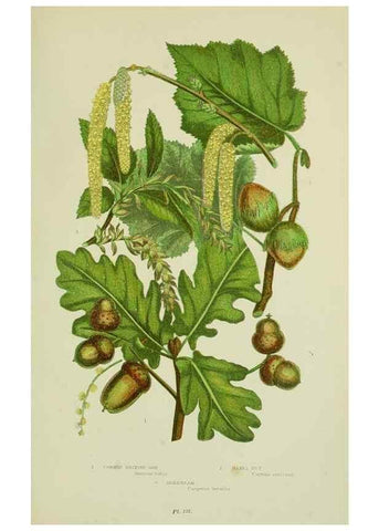 Reproducción/Reproduction 8518750922: The flowering plants, grasses, sedges, & ferns of Great Britain. London,F. Warne,1905.