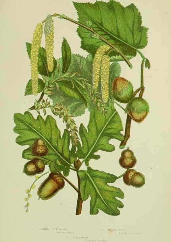Reproducción/Reproduction 8518750922: The flowering plants, grasses, sedges, & ferns of Great Britain. London,F. Warne,1905.