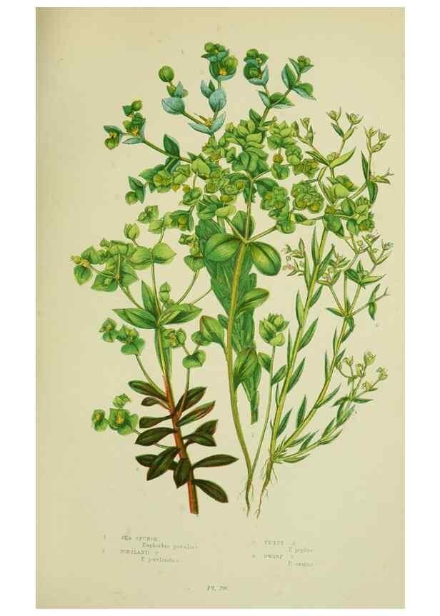 Reproducción/Reproduction 8517629981: The flowering plants, grasses, sedges, & ferns of Great Britain. London,F. Warne,1905.