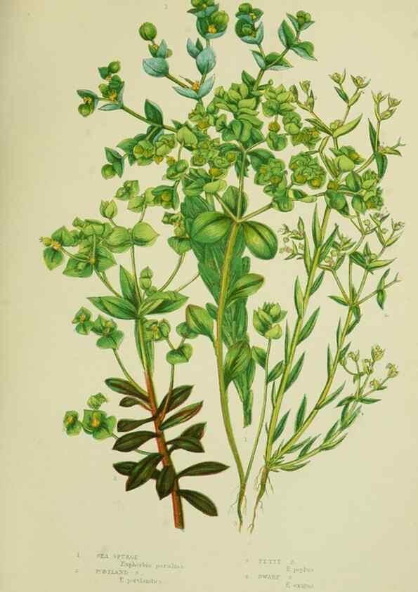 Reproducción/Reproduction 8517629981: The flowering plants, grasses, sedges, & ferns of Great Britain. London,F. Warne,1905.