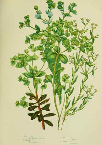 Reproducción/Reproduction 8517629981: The flowering plants, grasses, sedges, & ferns of Great Britain. London,F. Warne,1905.
