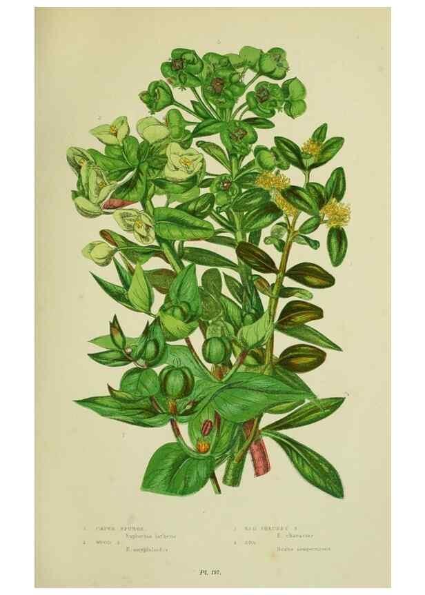 Reproducción/Reproduction 8517630443: The flowering plants, grasses, sedges, & ferns of Great Britain. London,F. Warne,1905.