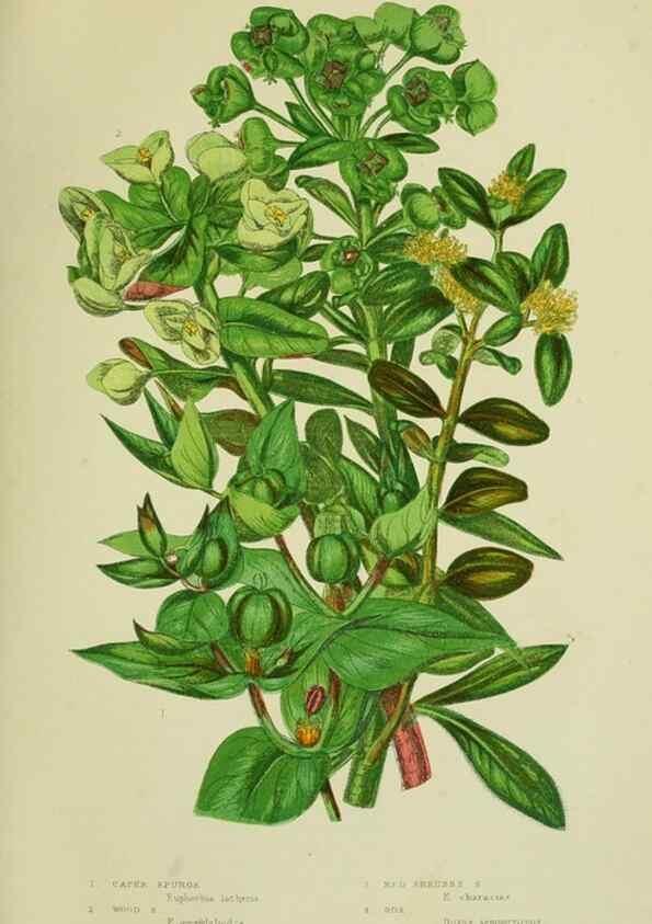 Reproducción/Reproduction 8517630443: The flowering plants, grasses, sedges, & ferns of Great Britain. London,F. Warne,1905.