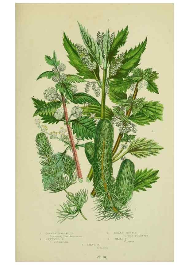 Reproducción/Reproduction 8517630975: The flowering plants, grasses, sedges, & ferns of Great Britain. London,F. Warne,1905.