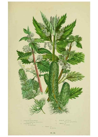 Reproducción/Reproduction 8517630975: The flowering plants, grasses, sedges, & ferns of Great Britain. London,F. Warne,1905.