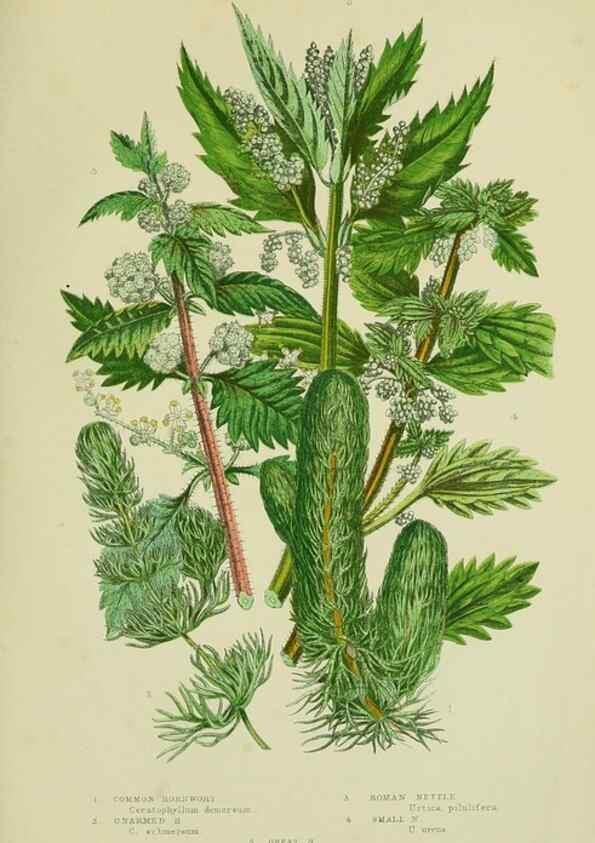 Reproducción/Reproduction 8517630975: The flowering plants, grasses, sedges, & ferns of Great Britain. London,F. Warne,1905.