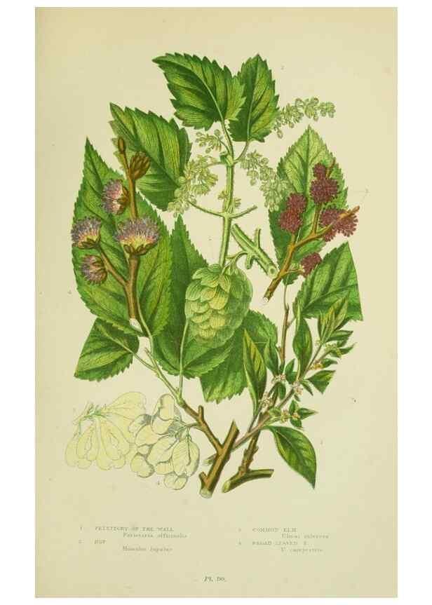 Reproducción/Reproduction 8517631431: The flowering plants, grasses, sedges, & ferns of Great Britain. London,F. Warne,1905.