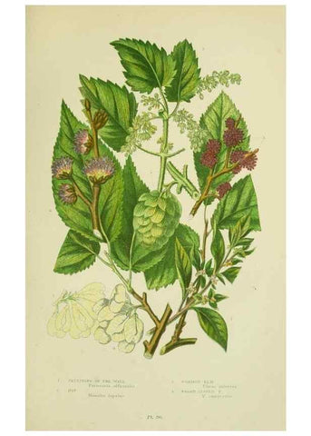 Reproducción/Reproduction 8517631431: The flowering plants, grasses, sedges, & ferns of Great Britain. London,F. Warne,1905.