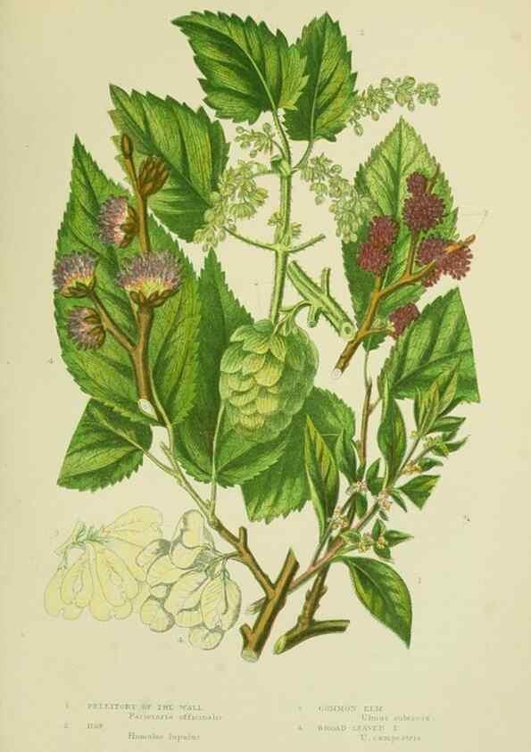 Reproducción/Reproduction 8517631431: The flowering plants, grasses, sedges, & ferns of Great Britain. London,F. Warne,1905.