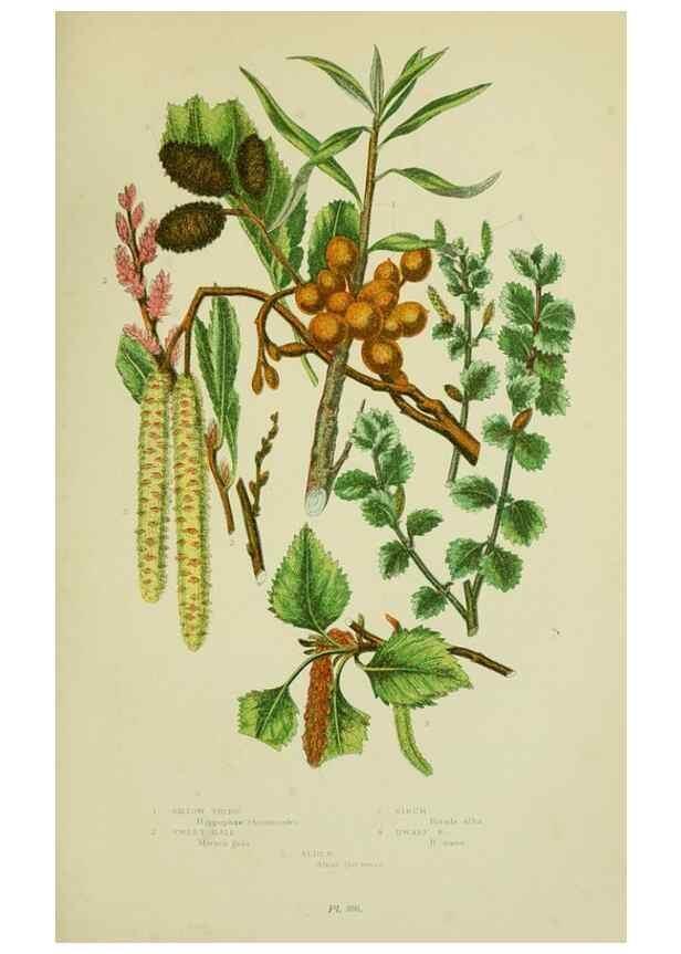Reproducción/Reproduction 8517631841: The flowering plants, grasses, sedges, & ferns of Great Britain. London,F. Warne,1905.