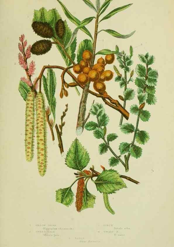 Reproducción/Reproduction 8517631841: The flowering plants, grasses, sedges, & ferns of Great Britain. London,F. Warne,1905.