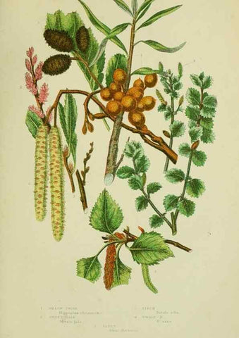 Reproducción/Reproduction 8517631841: The flowering plants, grasses, sedges, & ferns of Great Britain. London,F. Warne,1905.