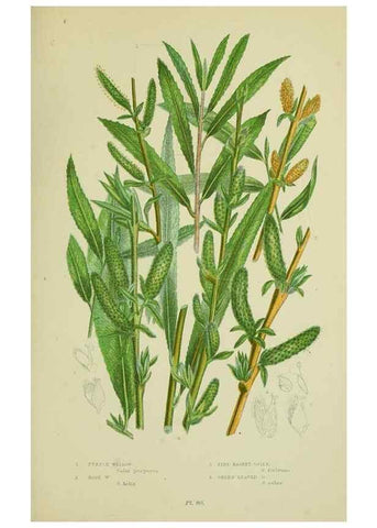 Reproducción/Reproduction 8517632251: The flowering plants, grasses, sedges, & ferns of Great Britain. London,F. Warne,1905.
