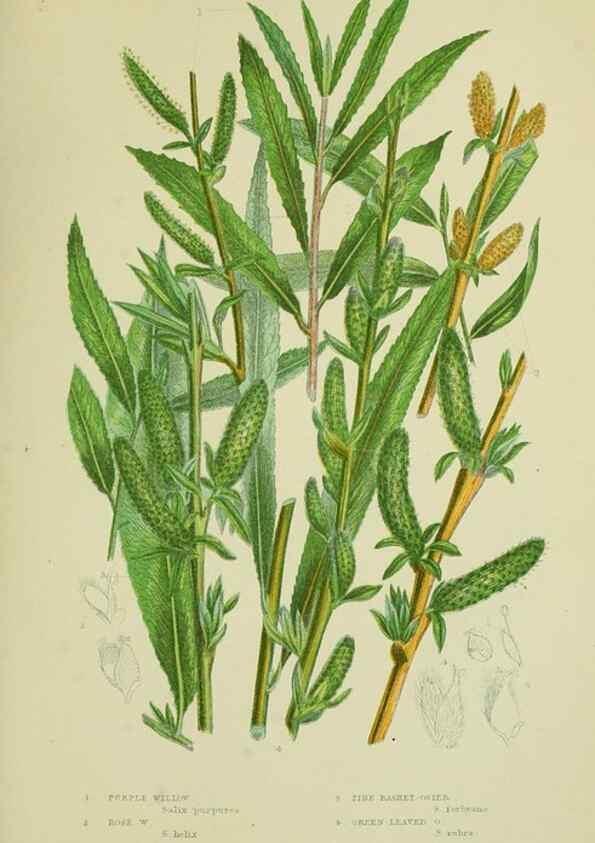 Reproducción/Reproduction 8517632251: The flowering plants, grasses, sedges, & ferns of Great Britain. London,F. Warne,1905.