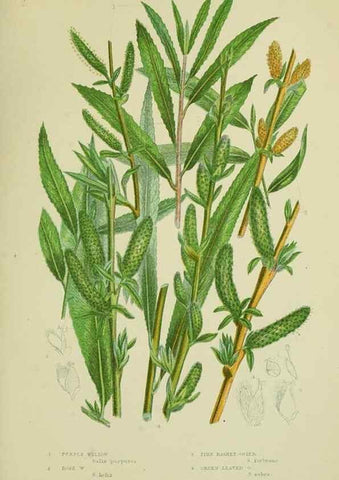 Reproducción/Reproduction 8517632251: The flowering plants, grasses, sedges, & ferns of Great Britain. London,F. Warne,1905.