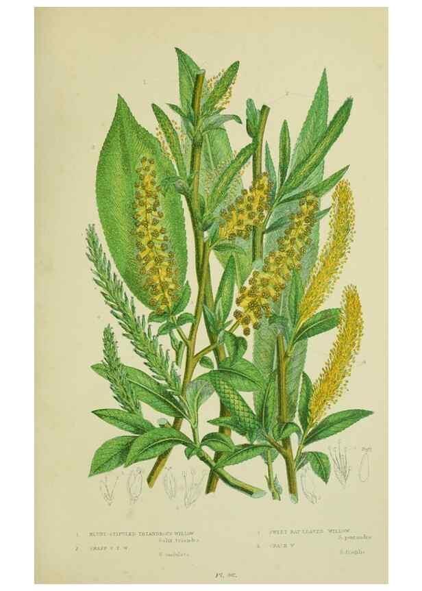 Reproducción/Reproduction 8517632945: The flowering plants, grasses, sedges, & ferns of Great Britain. London,F. Warne,1905.