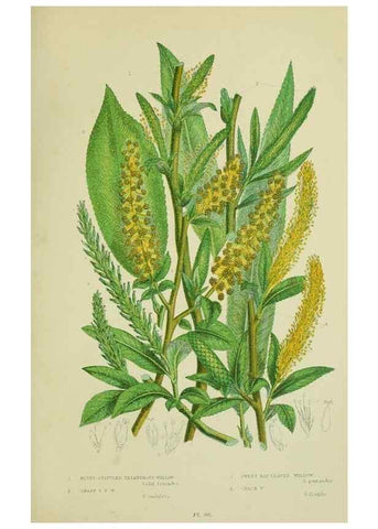 Reproducción/Reproduction 8517632945: The flowering plants, grasses, sedges, & ferns of Great Britain. London,F. Warne,1905.