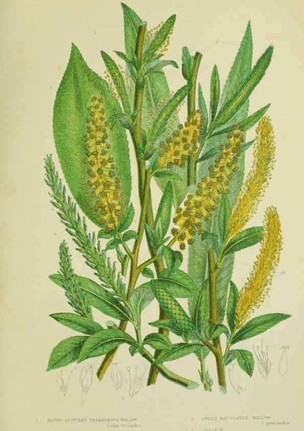 Reproducción/Reproduction 8517632945: The flowering plants, grasses, sedges, & ferns of Great Britain. London,F. Warne,1905.
