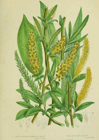 Reproducción/Reproduction 8517632945: The flowering plants, grasses, sedges, & ferns of Great Britain. London,F. Warne,1905.