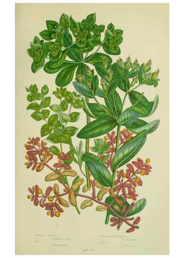 Reproducción/Reproduction 8518741862: The flowering plants, grasses, sedges, & ferns of Great Britain. London,F. Warne,1905.