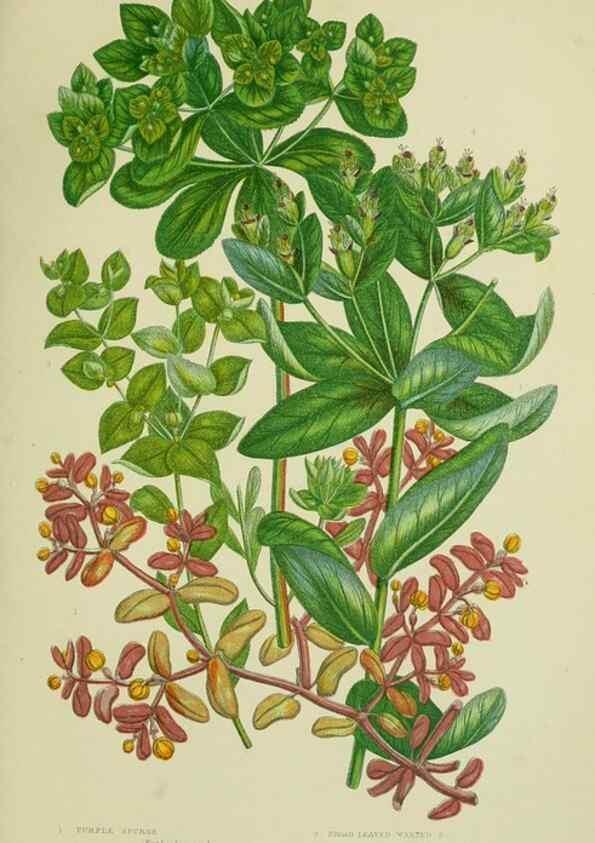 Reproducción/Reproduction 8518741862: The flowering plants, grasses, sedges, & ferns of Great Britain. London,F. Warne,1905.