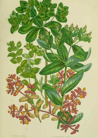 Reproducción/Reproduction 8518741862: The flowering plants, grasses, sedges, & ferns of Great Britain. London,F. Warne,1905.