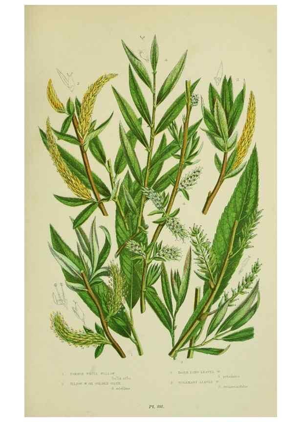 Reproducción/Reproduction 8517633559: The flowering plants, grasses, sedges, & ferns of Great Britain. London,F. Warne,1905.