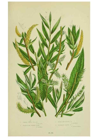 Reproducción/Reproduction 8517633559: The flowering plants, grasses, sedges, & ferns of Great Britain. London,F. Warne,1905.
