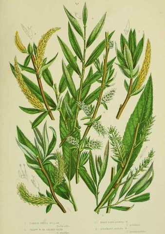 Reproducción/Reproduction 8517633559: The flowering plants, grasses, sedges, & ferns of Great Britain. London,F. Warne,1905.