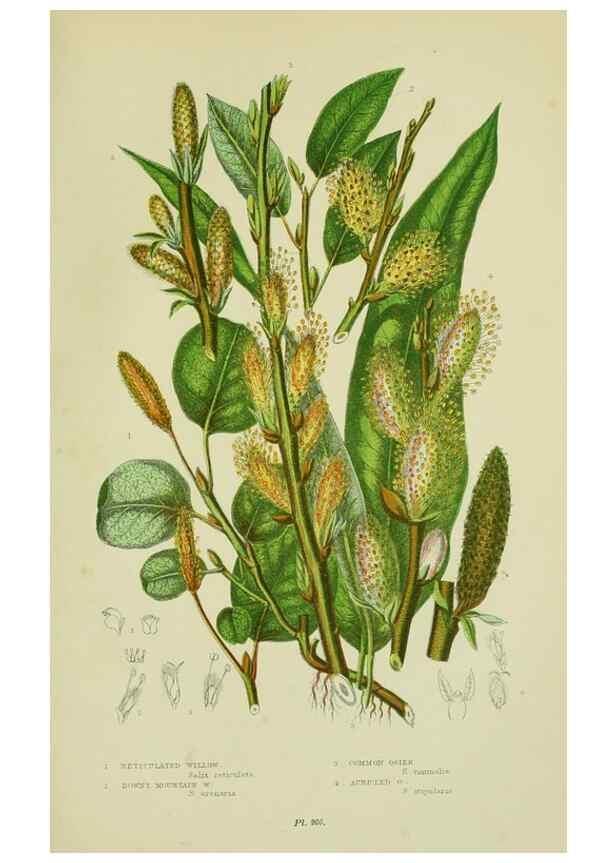 Reproducción/Reproduction 8518747524: The flowering plants, grasses, sedges, & ferns of Great Britain. London,F. Warne,1905.