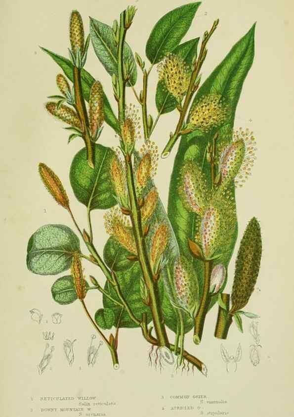 Reproducción/Reproduction 8518747524: The flowering plants, grasses, sedges, & ferns of Great Britain. London,F. Warne,1905.