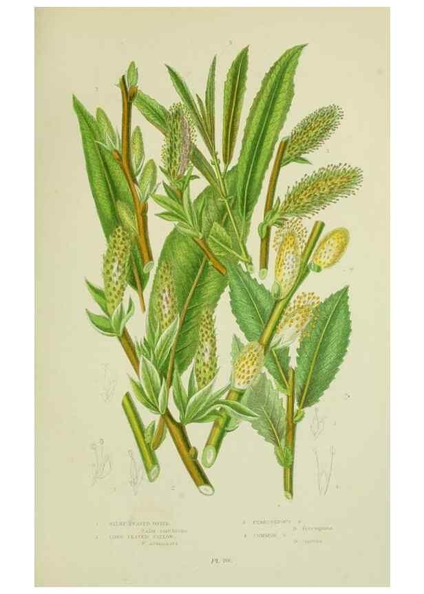 Reproducción/Reproduction 8517635545: The flowering plants, grasses, sedges, & ferns of Great Britain. London,F. Warne,1905.