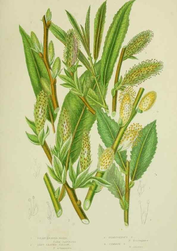 Reproducción/Reproduction 8517635545: The flowering plants, grasses, sedges, & ferns of Great Britain. London,F. Warne,1905.