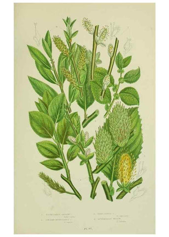 Reproducción/Reproduction 8517636031: The flowering plants, grasses, sedges, & ferns of Great Britain. London,F. Warne,1905.