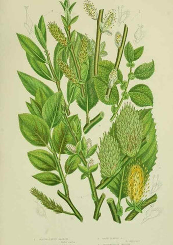 Reproducción/Reproduction 8517636031: The flowering plants, grasses, sedges, & ferns of Great Britain. London,F. Warne,1905.