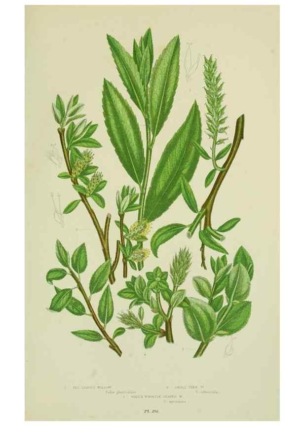 Reproducción/Reproduction 8517636457: The flowering plants, grasses, sedges, & ferns of Great Britain. London,F. Warne,1905.