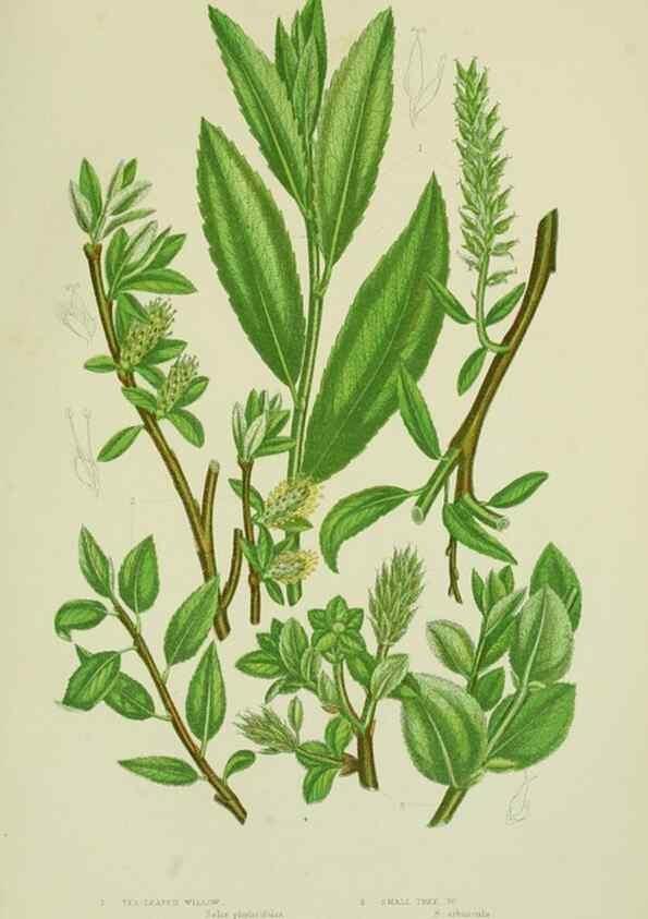 Reproducción/Reproduction 8517636457: The flowering plants, grasses, sedges, & ferns of Great Britain. London,F. Warne,1905.