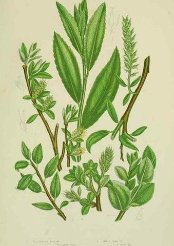 Reproducción/Reproduction 8517636457: The flowering plants, grasses, sedges, & ferns of Great Britain. London,F. Warne,1905.
