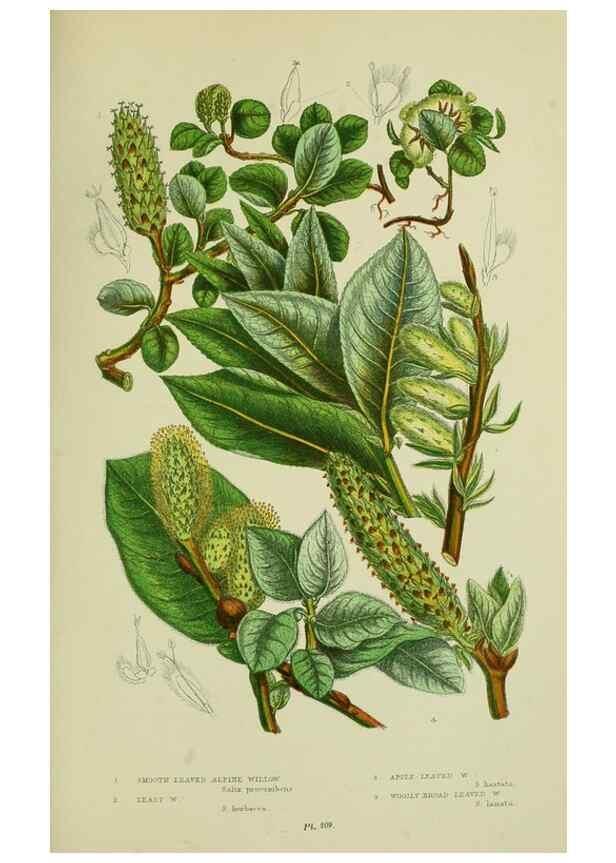Reproducción/Reproduction 8517637137: The flowering plants, grasses, sedges, & ferns of Great Britain. London,F. Warne,1905.