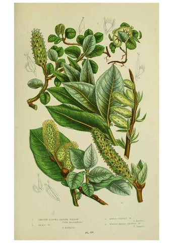 Reproducción/Reproduction 8517637137: The flowering plants, grasses, sedges, & ferns of Great Britain. London,F. Warne,1905.