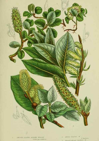 Reproducción/Reproduction 8517637137: The flowering plants, grasses, sedges, & ferns of Great Britain. London,F. Warne,1905.