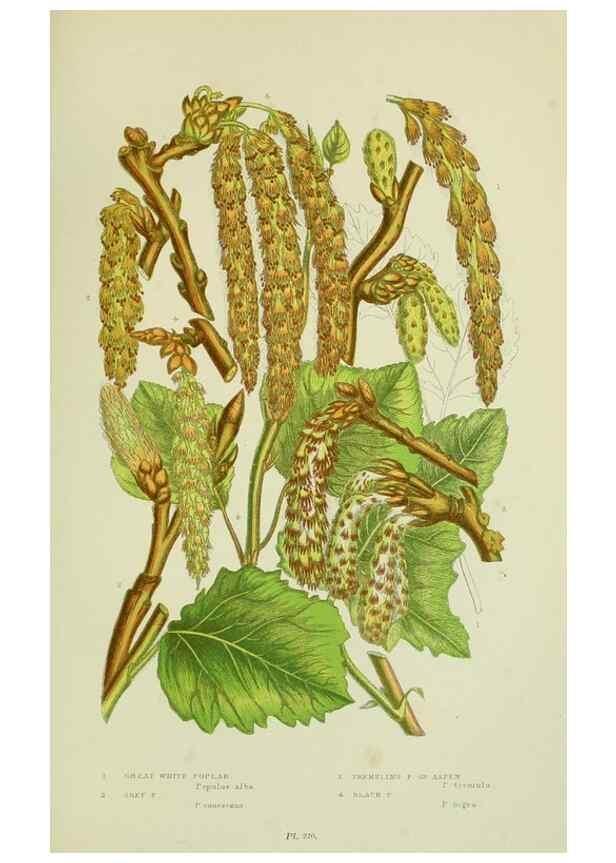 Reproducción/Reproduction 8518750108: The flowering plants, grasses, sedges, & ferns of Great Britain. London,F. Warne,1905.