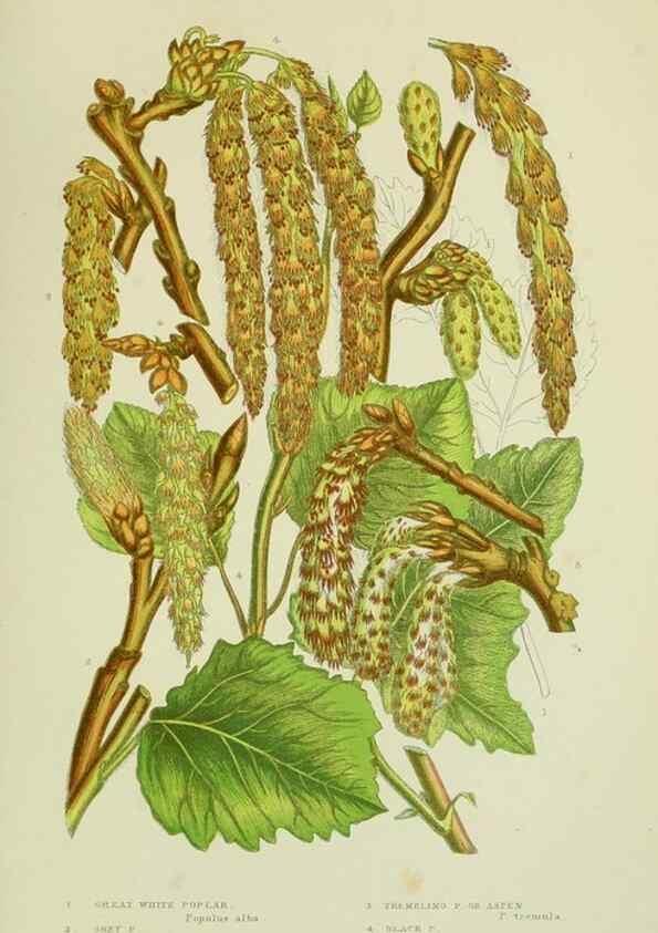 Reproducción/Reproduction 8518750108: The flowering plants, grasses, sedges, & ferns of Great Britain. London,F. Warne,1905.