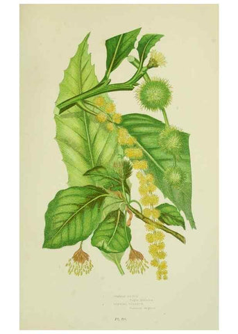 Reproducción/Reproduction 8518750496: The flowering plants, grasses, sedges, & ferns of Great Britain. London,F. Warne,1905.