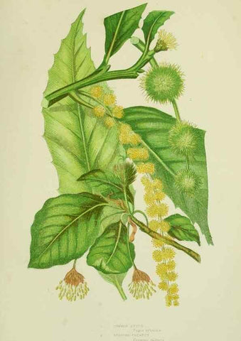 Reproducción/Reproduction 8518750496: The flowering plants, grasses, sedges, & ferns of Great Britain. London,F. Warne,1905.