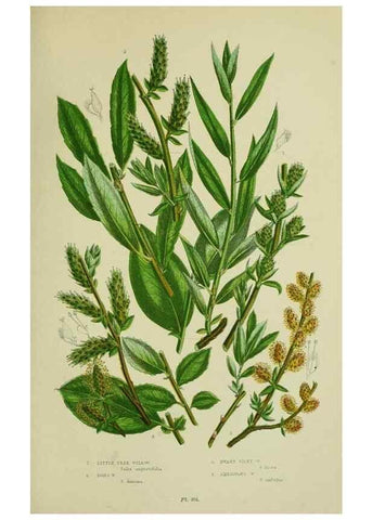 Reproducción/Reproduction 8518746892: The flowering plants, grasses, sedges, & ferns of Great Britain. London,F. Warne,1905.